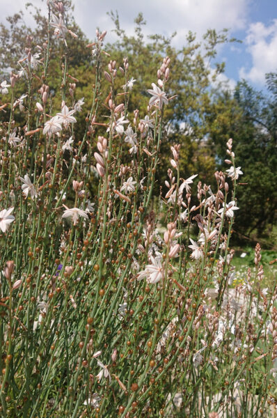 Pink Asphodel