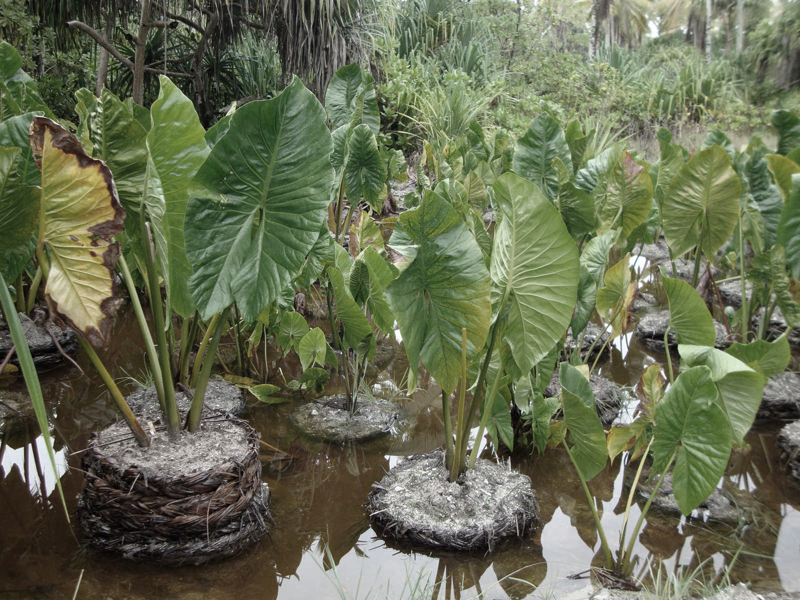 Pulaka pits on the island Tuvalu