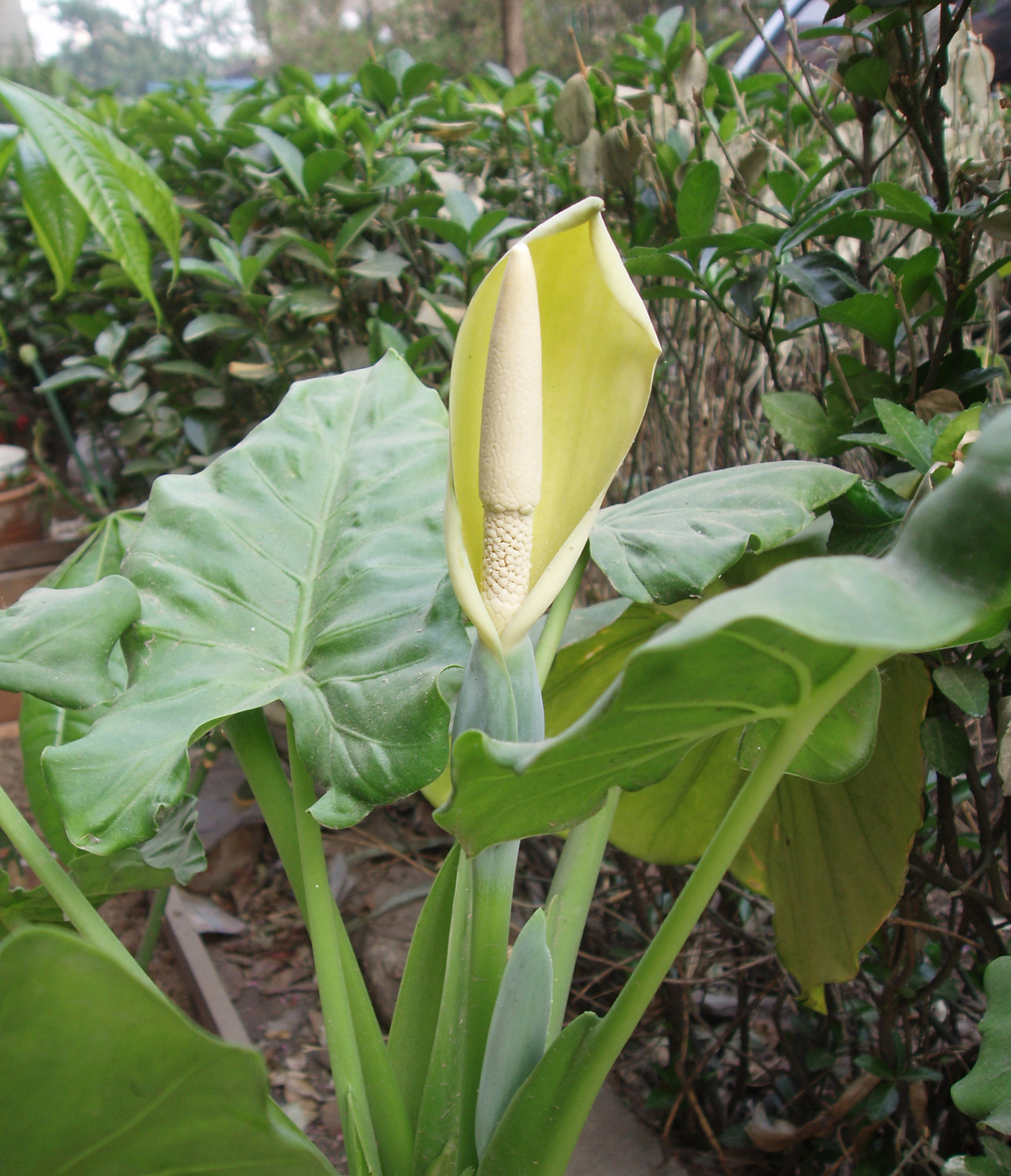 Pulaka Flower