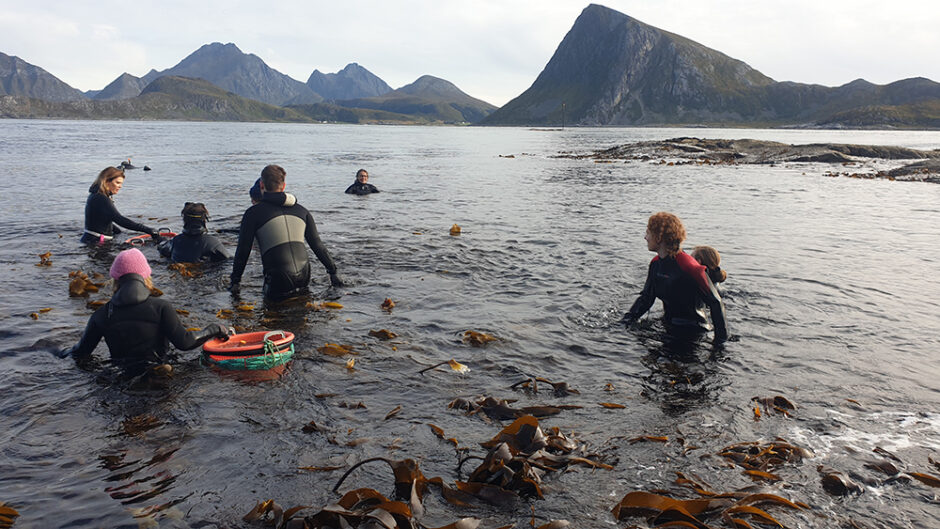 Kelp Harvesting