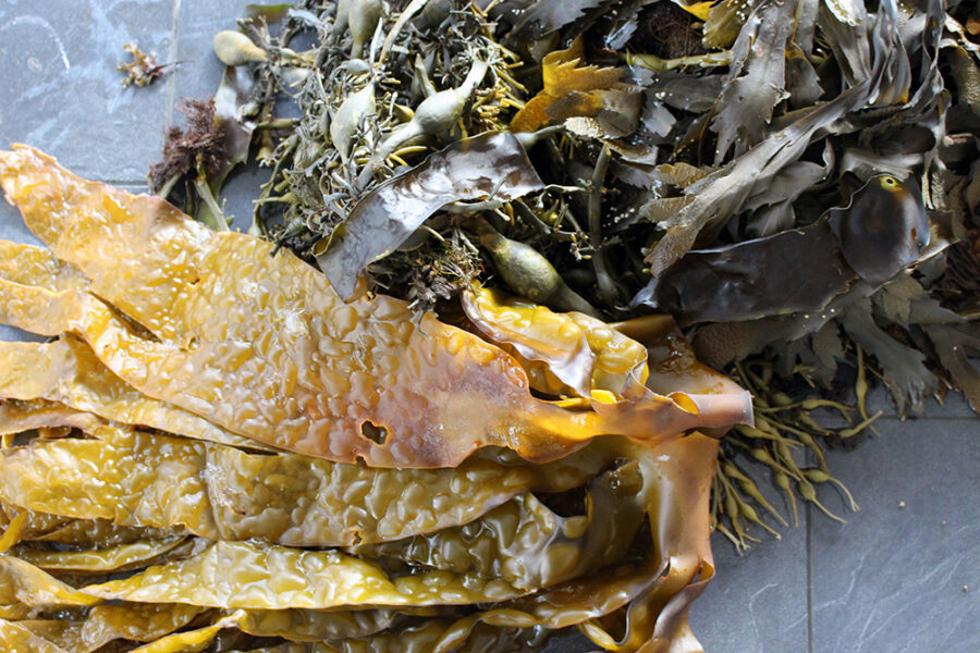 Bladderwrack & Liminaria Digitata