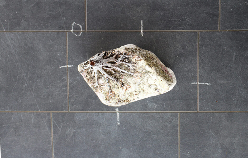 Stone with kelp fragments